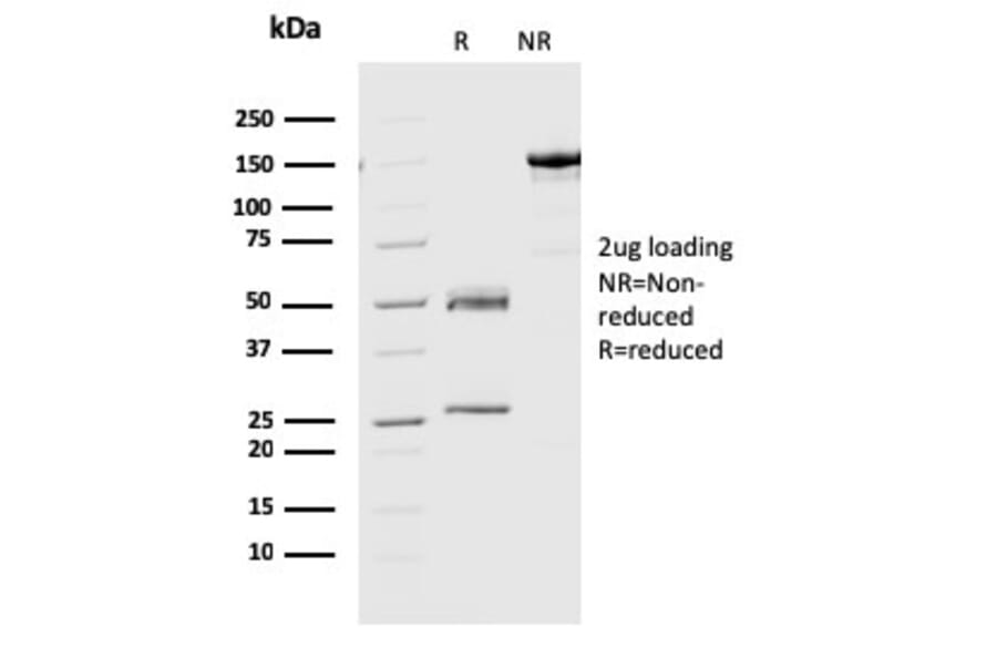 SDS-PAGE - Anti-Geminin Antibody [CPTC-GMNN-1] (A249577) - Antibodies.com