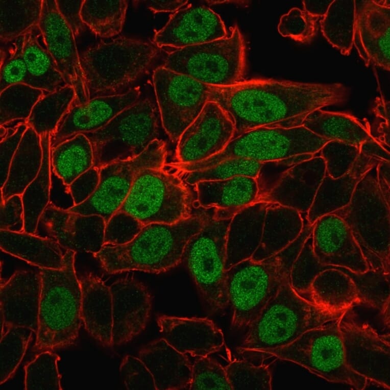 Immunofluorescence - Anti-Geminin Antibody [CPTC-GMNN-1] (A249577) - Antibodies.com