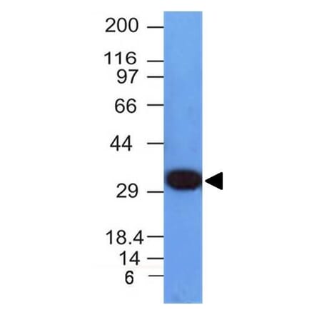 Western Blot - Anti-PCNA Antibody [PCNA/694] (A249580) - Antibodies.com