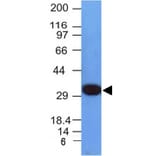 Western Blot - Anti-PCNA Antibody [PCNA/694] (A249580) - Antibodies.com