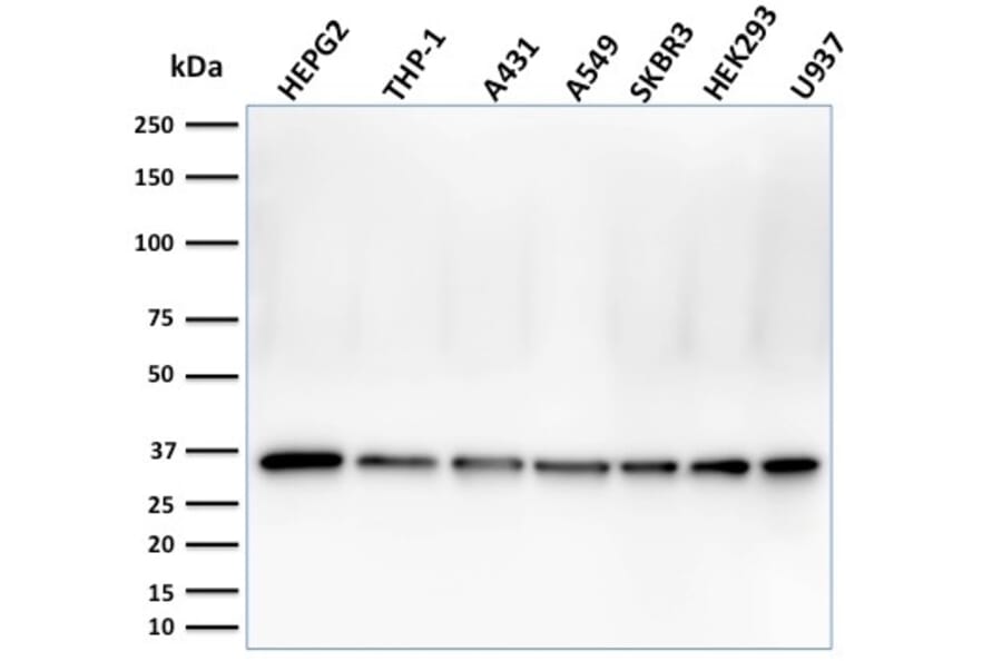 Western Blot - Anti-PCNA Antibody [PC5] (A249581) - Antibodies.com