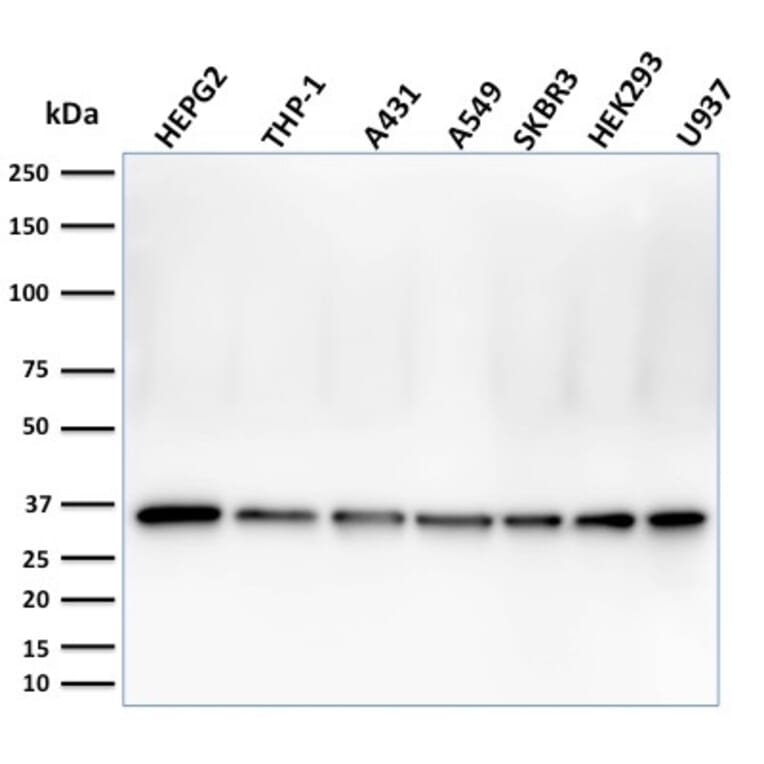 Western Blot - Anti-PCNA Antibody [PC5] (A249581) - Antibodies.com