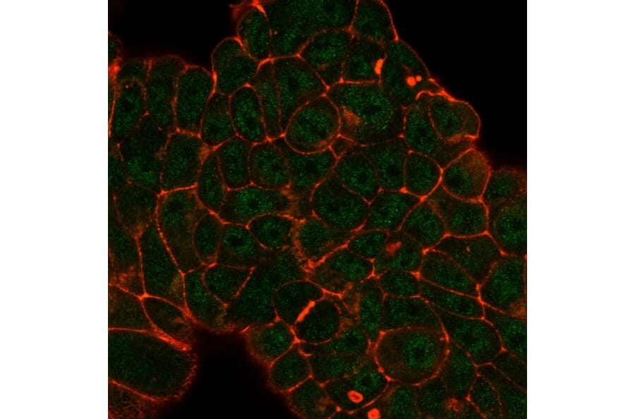 Immunofluorescence - Anti-DDX41 Antibody [PCRP-DDX41-1B4] (A249590) - Antibodies.com