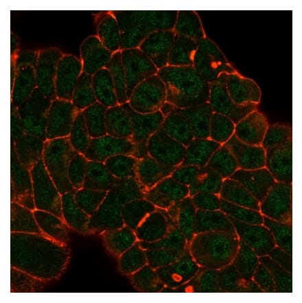 Immunofluorescence - Anti-DDX41 Antibody [PCRP-DDX41-1B4] (A249590) - Antibodies.com