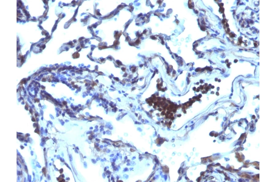 Immunohistochemistry - Anti-TDP2 Antibody [TDP2/1258] (A249591) - Antibodies.com