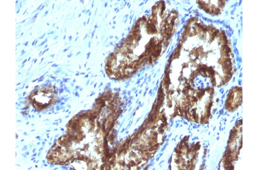 Immunohistochemistry - Anti-TDP2 Antibody [TDP2/1258] (A249591) - Antibodies.com