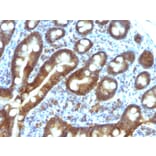 Immunohistochemistry - Anti-TDP2 Antibody [TDP2/1258] (A249591) - Antibodies.com