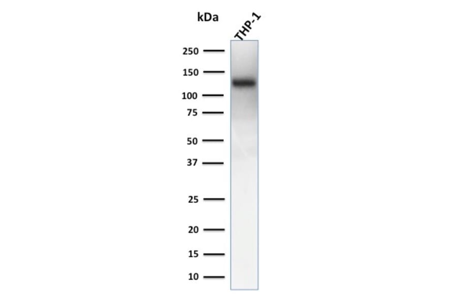 Western Blot - Anti-CD31 Antibody [rC31.3] (A249593) - Antibodies.com