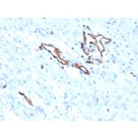 Immunohistochemistry - Anti-CD31 Antibody [PECAM1/3525] (A249594) - Antibodies.com