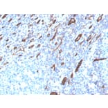 Immunohistochemistry - Anti-CD31 Antibody [PECAM1/3525] (A249594) - Antibodies.com