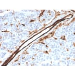 Immunohistochemistry - Anti-CD31 Antibody [PECAM1/3526] (A249595) - Antibodies.com
