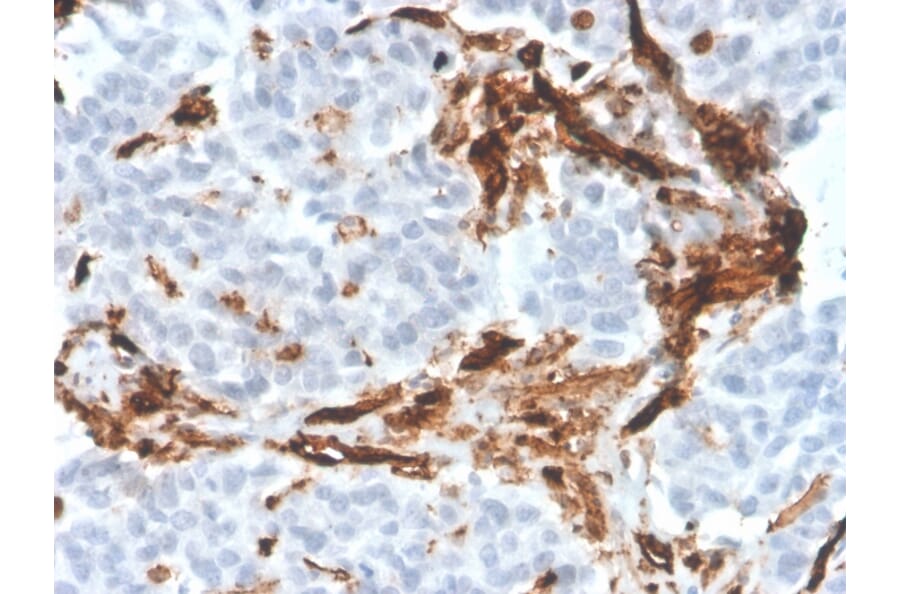 Immunohistochemistry - Anti-CD31 Antibody [PECAM1/3526] (A249595) - Antibodies.com