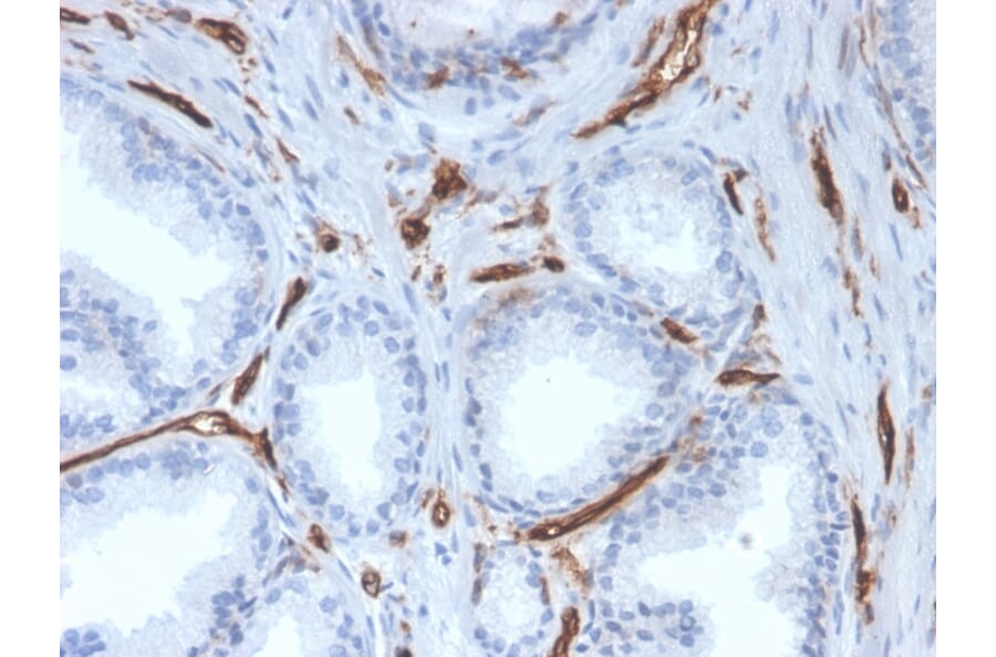Immunohistochemistry - Anti-CD31 Antibody [PECAM1/3527] (A249596) - Antibodies.com