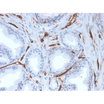 Immunohistochemistry - Anti-CD31 Antibody [PECAM1/3527] (A249596) - Antibodies.com