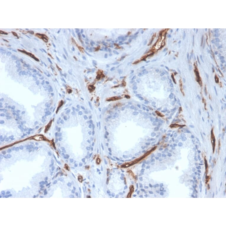Immunohistochemistry - Anti-CD31 Antibody [PECAM1/3527] (A249596) - Antibodies.com