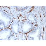 Immunohistochemistry - Anti-CD31 Antibody [PECAM1/3527] (A249596) - Antibodies.com
