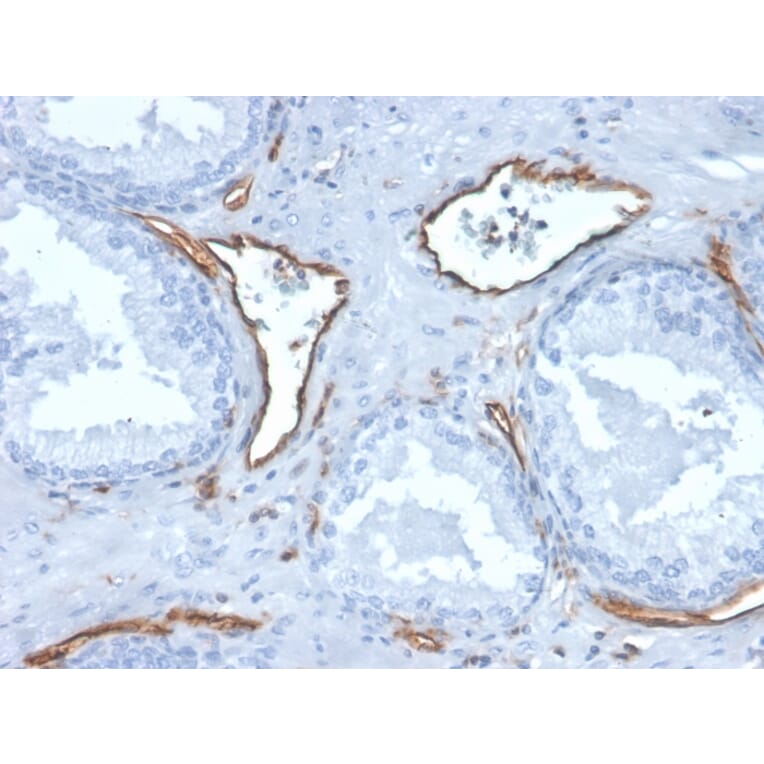 Immunohistochemistry - Anti-CD31 Antibody [PECAM1/3527] (A249596) - Antibodies.com