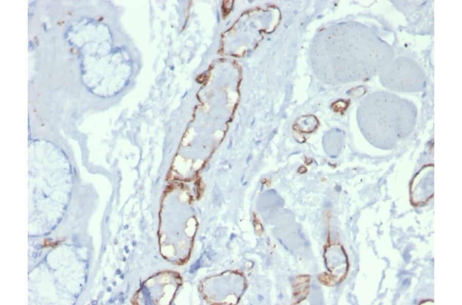 Immunohistochemistry - Anti-CD31 Antibody [PECAM1/3527] (A249596) - Antibodies.com