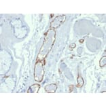 Immunohistochemistry - Anti-CD31 Antibody [PECAM1/3527] (A249596) - Antibodies.com