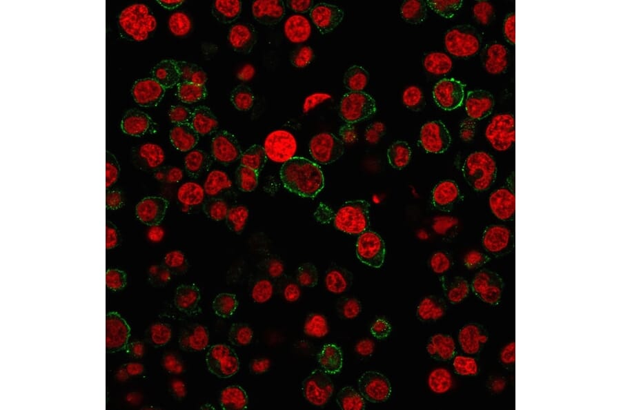 Immunofluorescence - Anti-CD31 Antibody [PECAM1/3527] (A249596) - Antibodies.com
