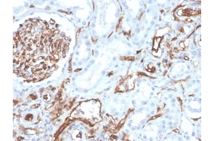 Immunohistochemistry - Anti-CD31 Antibody [PECAM1/3528] (A249597) - Antibodies.com