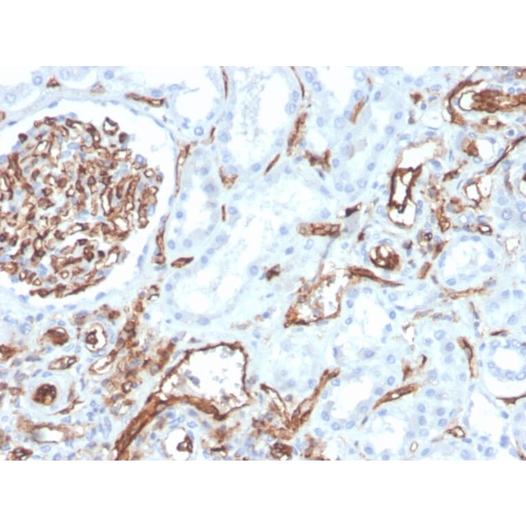 Immunohistochemistry - Anti-CD31 Antibody [PECAM1/3528] (A249597) - Antibodies.com