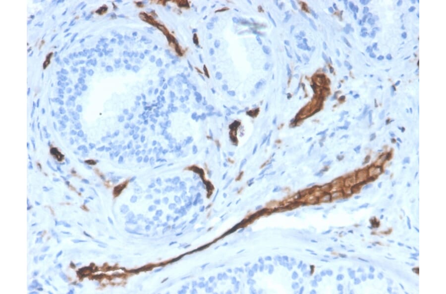 Immunohistochemistry - Anti-CD31 Antibody [PECAM1/3528] (A249597) - Antibodies.com