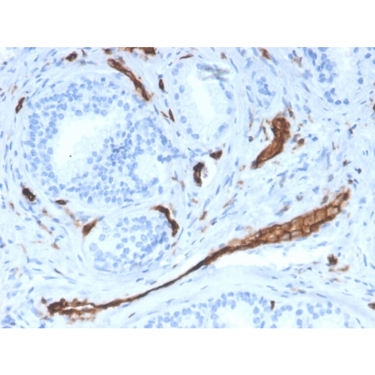 Immunohistochemistry - Anti-CD31 Antibody [PECAM1/3528] (A249597) - Antibodies.com