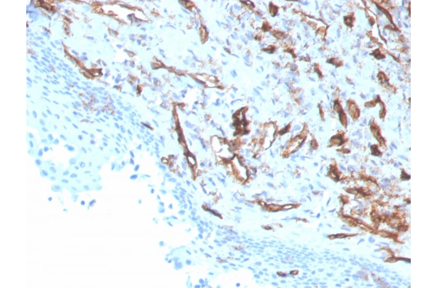 Immunohistochemistry - Anti-CD31 Antibody [PECAM1/3529] (A249598) - Antibodies.com