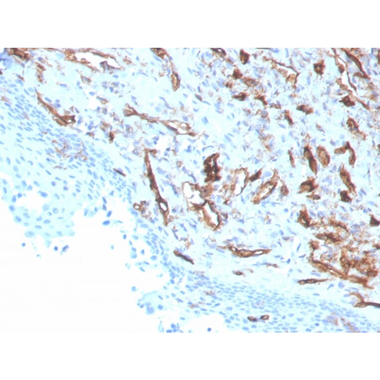 Immunohistochemistry - Anti-CD31 Antibody [PECAM1/3529] (A249598) - Antibodies.com