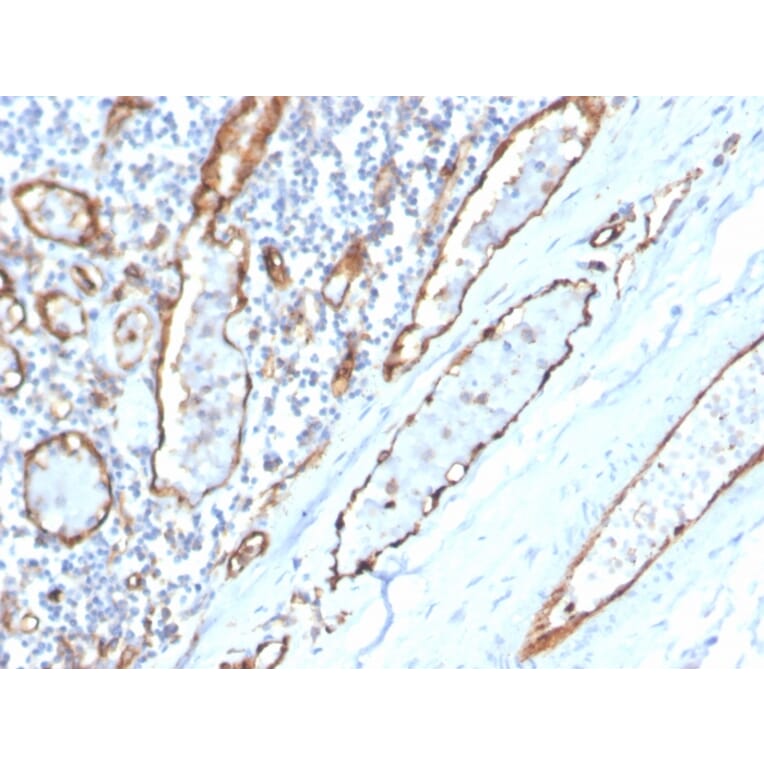 Immunohistochemistry - Anti-CD31 Antibody [PECAM1/3529] (A249598) - Antibodies.com
