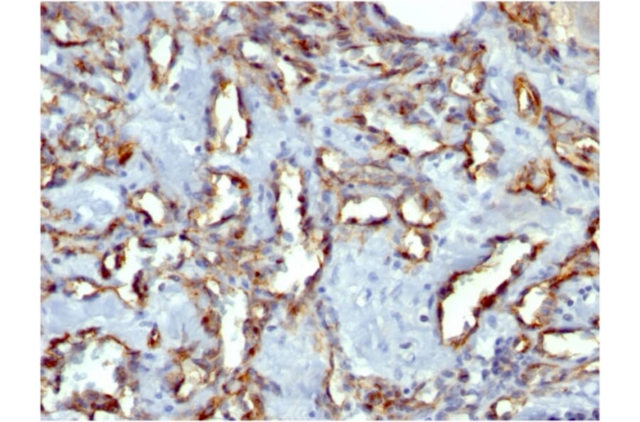 Immunohistochemistry - Anti-CD31 Antibody [C31.7] (A249599) - Antibodies.com