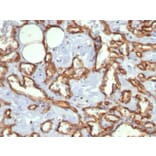Immunohistochemistry - Anti-CD31 Antibody [C31.3] (A249601) - Antibodies.com