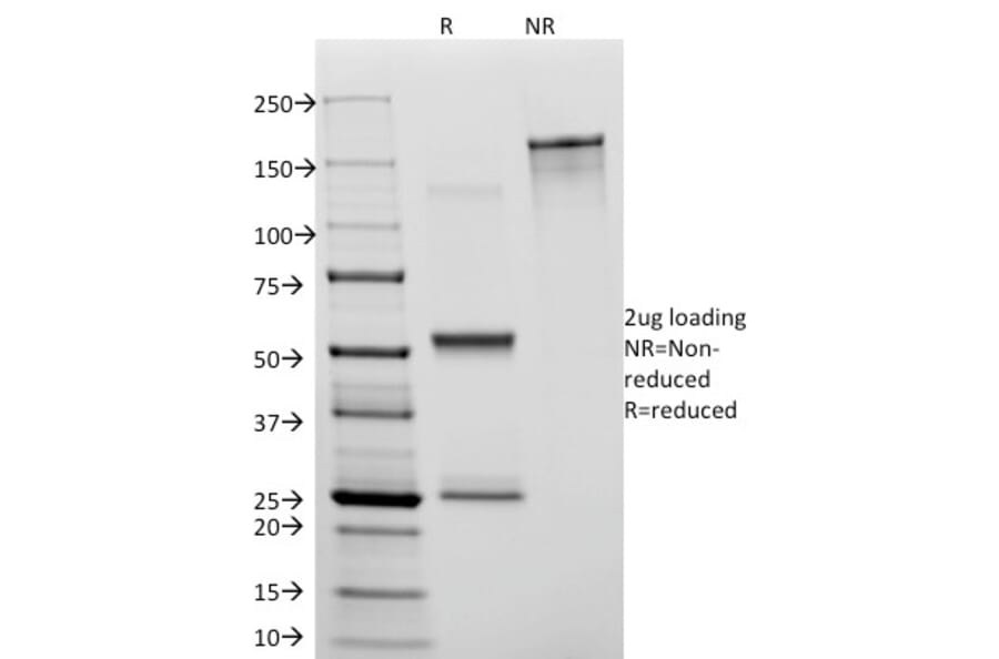 SDS-PAGE - Anti-CD31 Antibody [C31.3] (A249601) - Antibodies.com