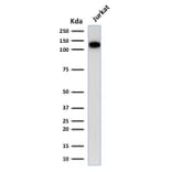 Western Blot - Anti-CD31 Antibody [C31.3] (A249601) - Antibodies.com
