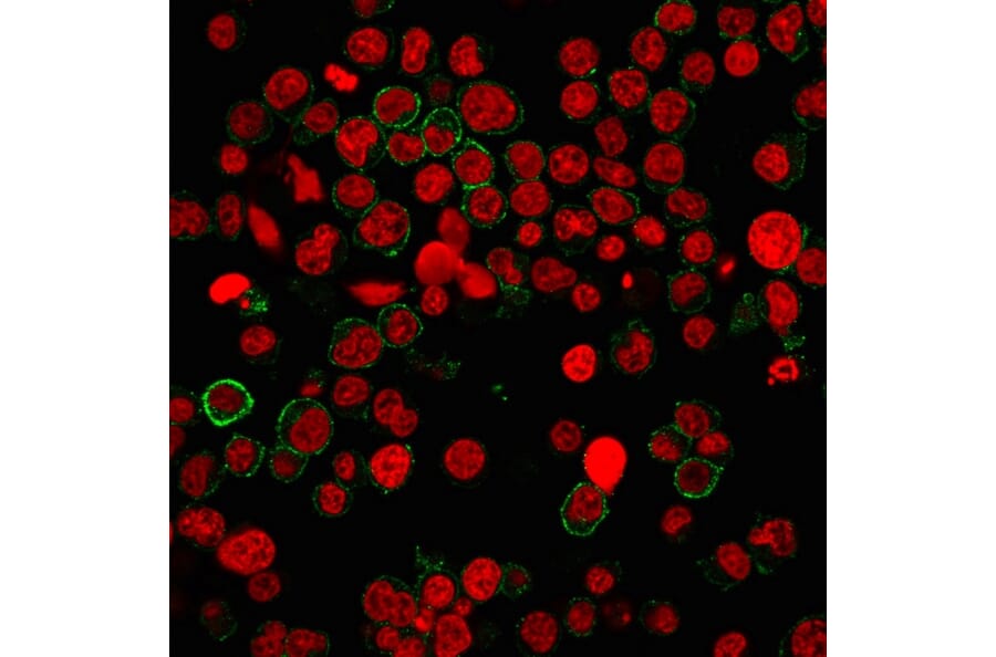 Immunofluorescence - Anti-CD31 Antibody [PECAM1/3540] (A249603) - Antibodies.com
