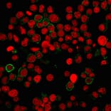 Immunofluorescence - Anti-CD31 Antibody [PECAM1/3540] (A249603) - Antibodies.com