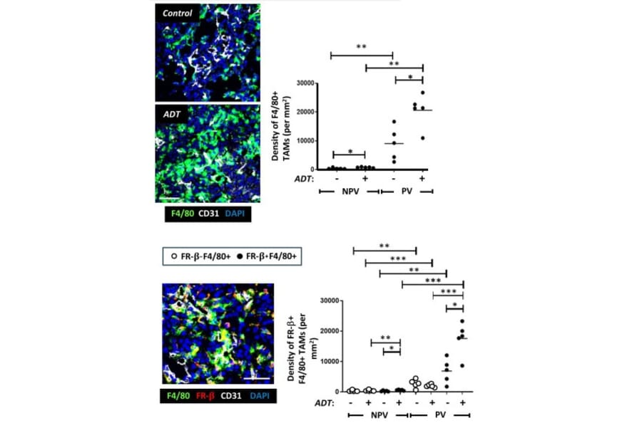 Immunofluorescence - Anti-CD31 Antibody [JC/70A] - Antibodies.com