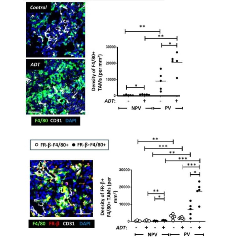 Immunofluorescence - Anti-CD31 Antibody [JC/70A] - Antibodies.com