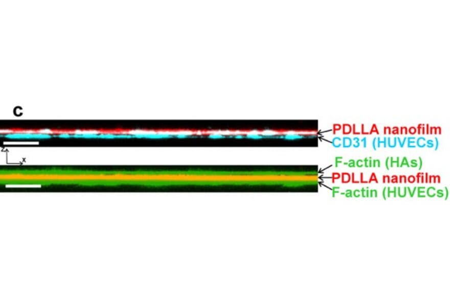 Immunofluorescence - Anti-CD31 Antibody [JC/70A] - Antibodies.com