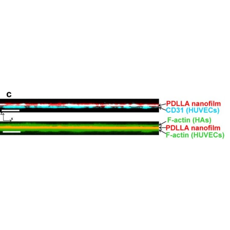 Immunofluorescence - Anti-CD31 Antibody [JC/70A] - Antibodies.com
