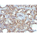 Immunohistochemistry - Anti-CD31 Antibody [JC/70A] (A249604) - Antibodies.com