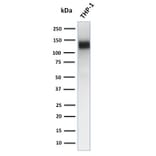 Western Blot - Anti-CD31 Antibody [JC/70A] (A249604) - Antibodies.com