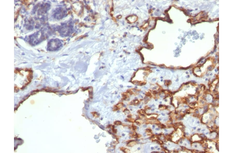 Immunohistochemistry - Anti-CD31 Antibody [SPM122] (A249604) - Antibodies.com
