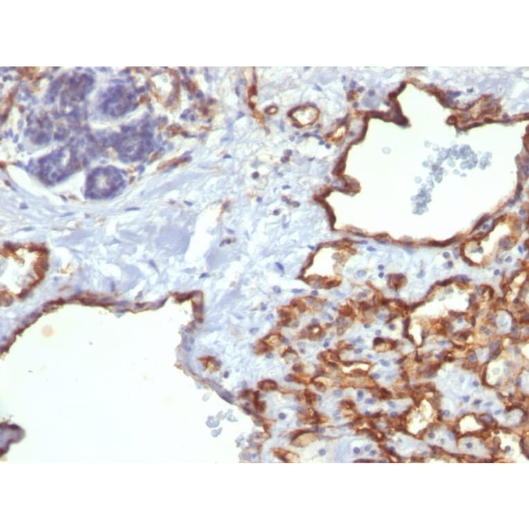 Immunohistochemistry - Anti-CD31 Antibody [SPM122] (A249604) - Antibodies.com