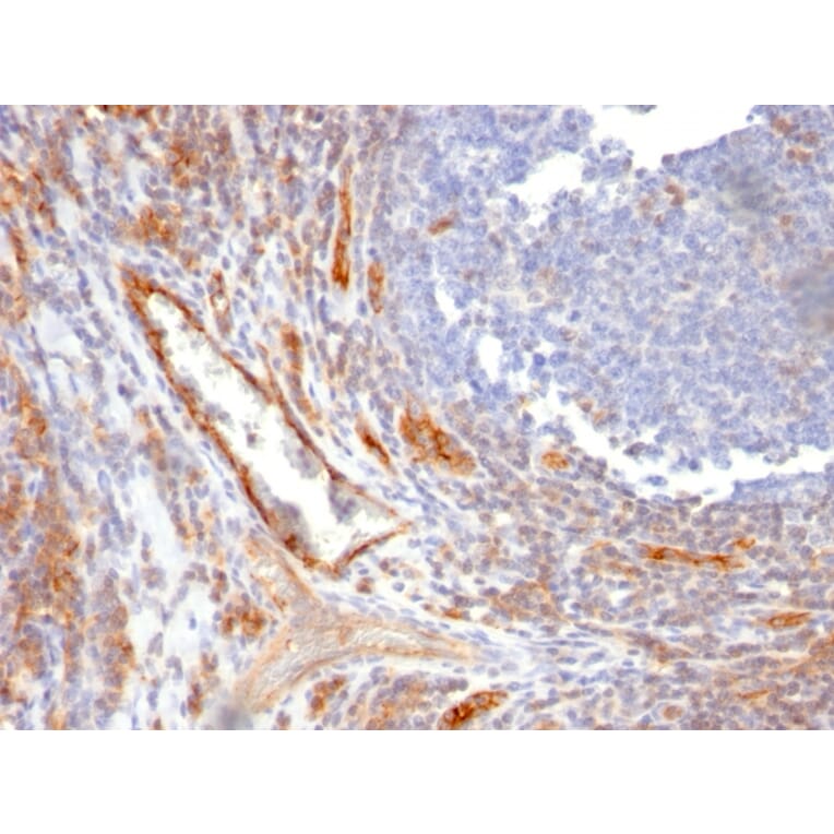 Immunohistochemistry - Anti-CD31 Antibody [C31.10] (A249606) - Antibodies.com