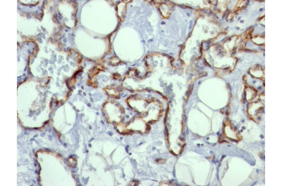 Immunohistochemistry - Anti-CD31 Antibody [C31.10] (A249606) - Antibodies.com