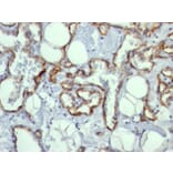 Immunohistochemistry - Anti-CD31 Antibody [C31.10] (A249606) - Antibodies.com