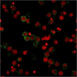 Immunofluorescence - Anti-CD31 Antibody [158-2B3] (A249607) - Antibodies.com