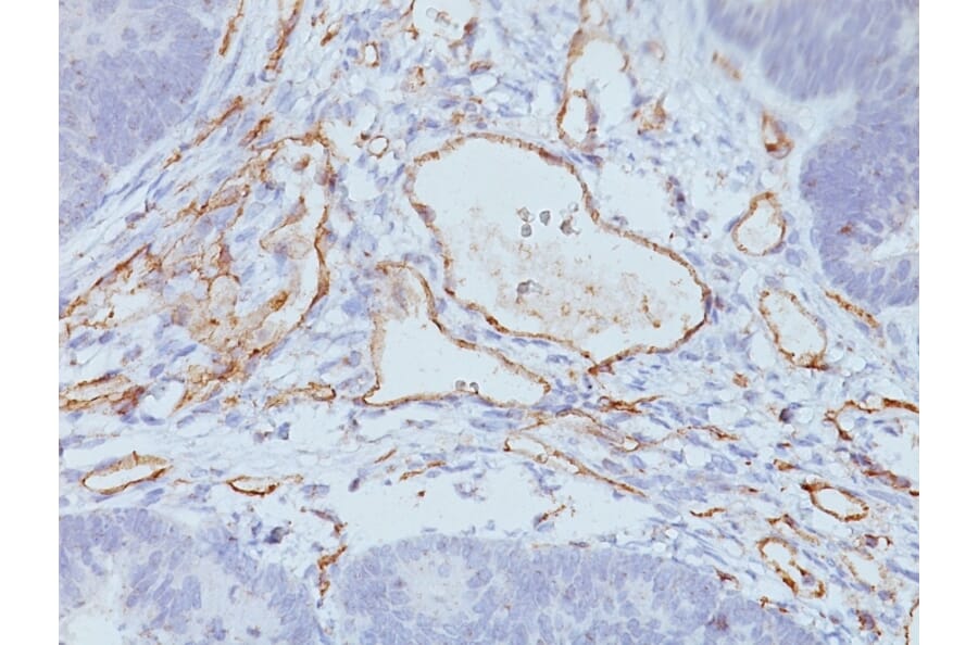 Immunohistochemistry - Anti-CD31 Antibody [C31.3 + C31.7 + C31.10] (A249608) - Antibodies.com